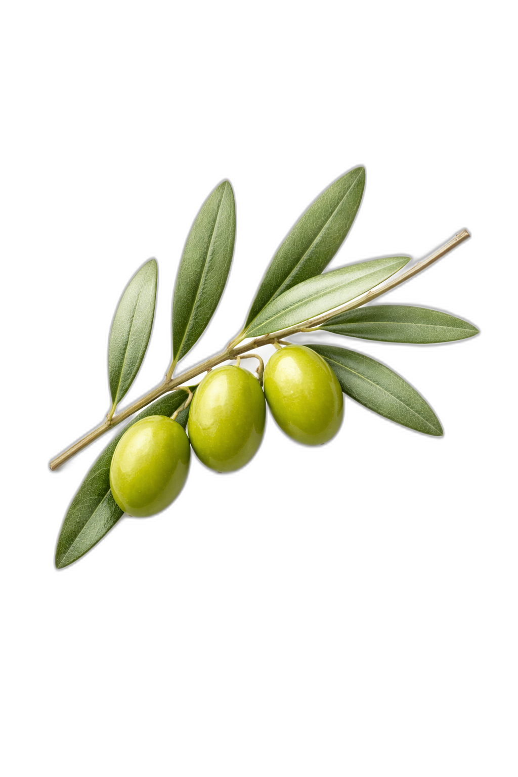 Olive Branch